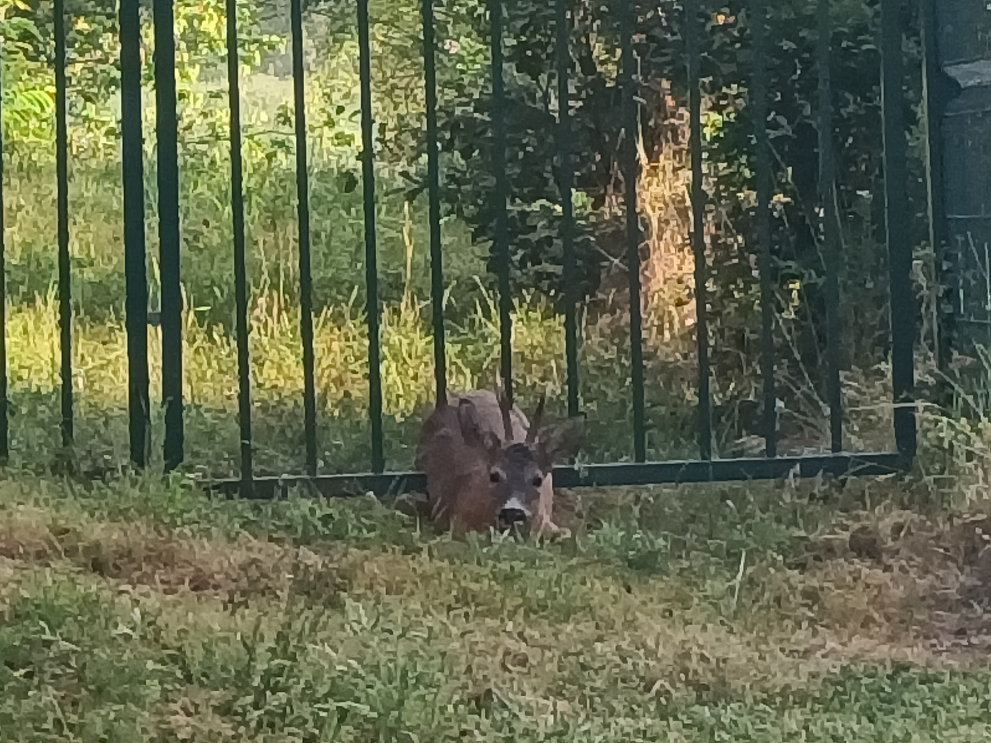 IMG20220527071339.jpg (2.54 MB)