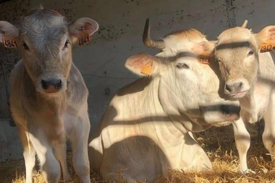 Hautes-Pyrénées : le risque de propagation de la DNC depuis l'Espagne « précaire » selon Christian Fourcade, président de la Chambre d'agriculture