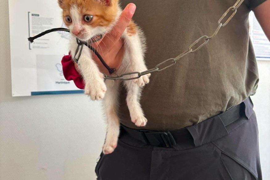« Gers : en pleine canicule, un chaton retrouvé attaché à une poubelle par une chaîne et une chienne couverte de nœuds découverte avec des plaies sur le corps »