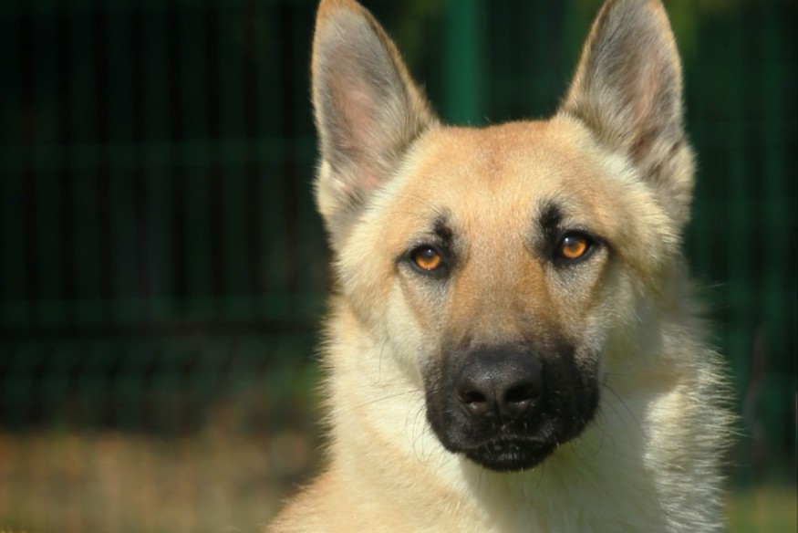 Voltaire, l'animal de la semaine