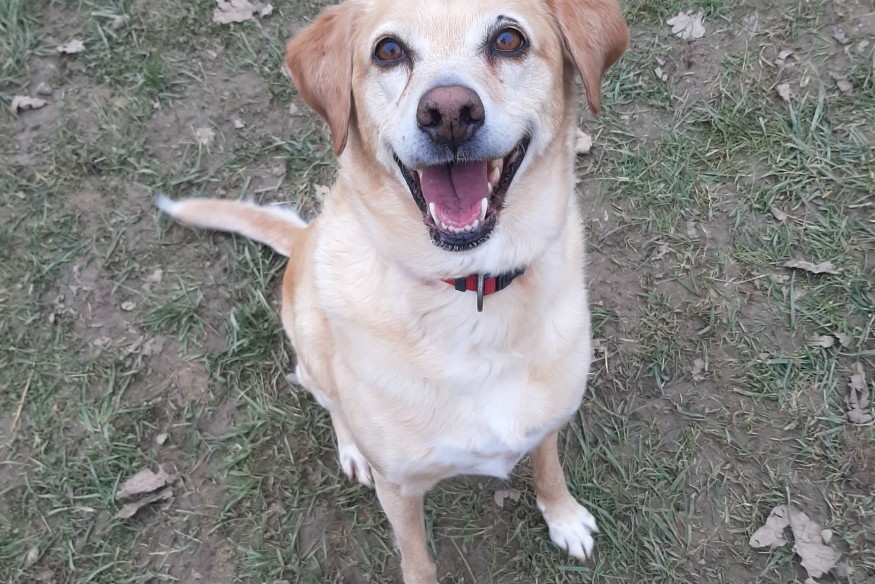 Maya, l'animal de la semaine