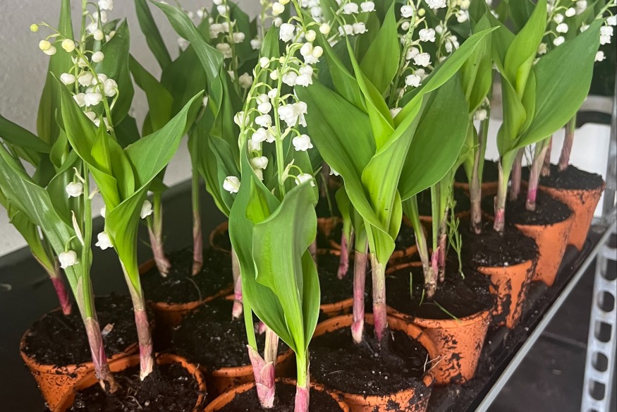 « Je commandais près de 4 200 brins il y a cinq ans, contre 1 300 aujourd’hui » : la tradition du muguet menacée