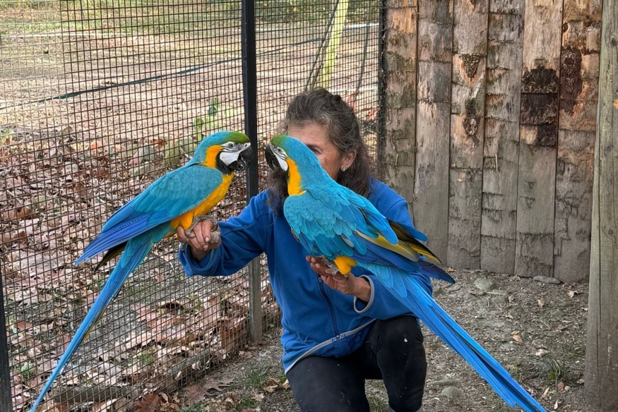 Volés dans leur enclos à Ibos, Lou et Lia, deux perroquets enfin réunis après des semaines de recherche
