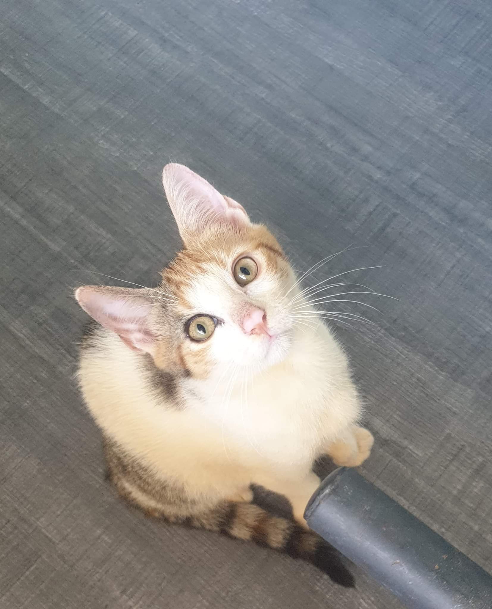 received_3215669045357541.jpeg (213 KB)